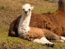 Baby llama.
